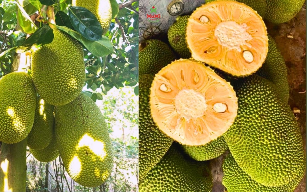 các loại mít thái
