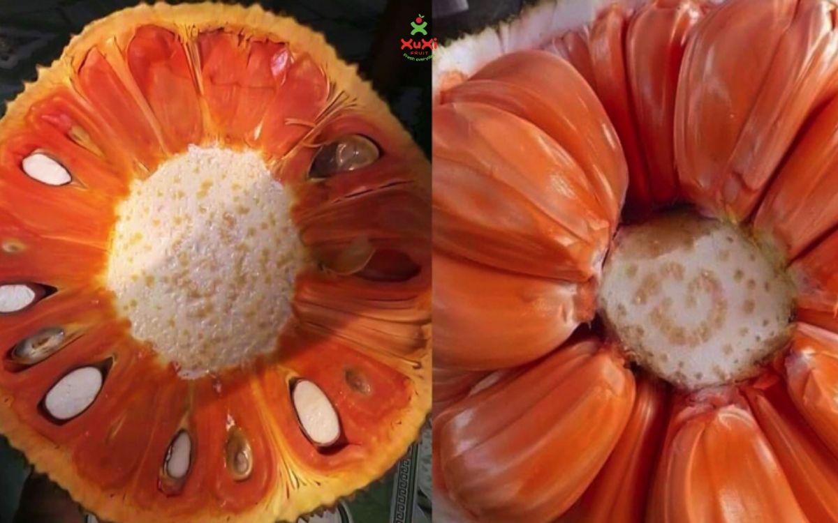 các loại mít thái