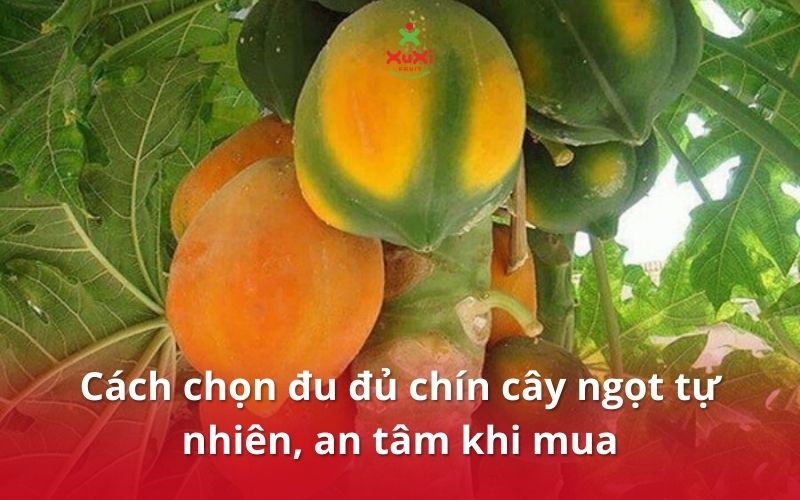 Cách chọn đu đủ chín cây ngọt tự nhiên, an tâm khi mua